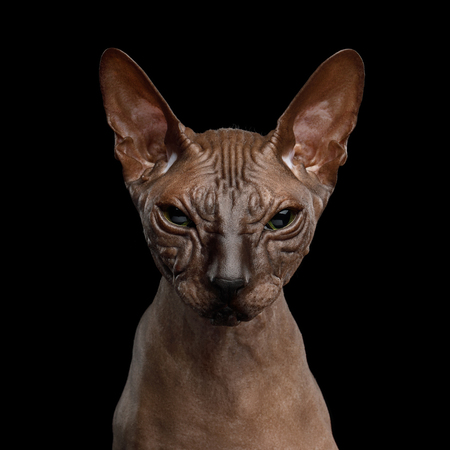 Portrait of Sphynx Cat with wrinkles Angry Looking in Camera Isolated on Black Background, front viewの写真素材