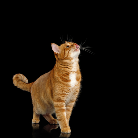 Adorable Ginger Cat Standing, looking up and licking on Isolated Black background, asking foodの写真素材