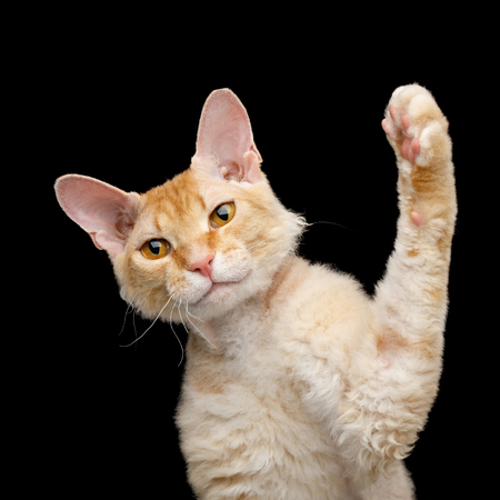 Funny Portrait of Playful Haired Ginger Sphynx Cat play with paw on Isolated Black background