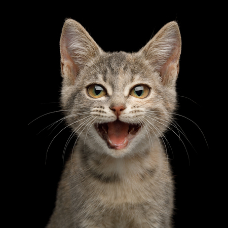 Funny Portrait of Happy Kitten Stare with smile broadly on Isolated Black Background, front viewの写真素材