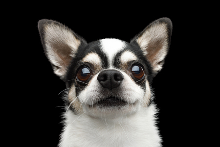 Closeup Portrait of Gorgeous Chihuahua Dog Looking in Camera on Black Isolated Backgroundの写真素材