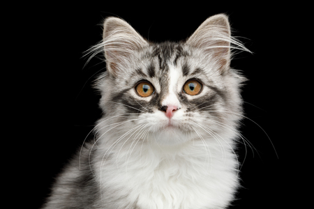Portrait of Silver Siberian kitten with furry coat Looking in camera on isolated black backgroundの写真素材