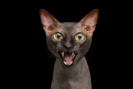 Funny Portrait of Angry Sphynx Cat Gazing and Meow, Isolated on Black Background, front viewの写真素材
