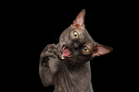 Funny Portrait of Playful Sphynx Cat, Catching with Paw in mouth, Isolated on Black Background,...
