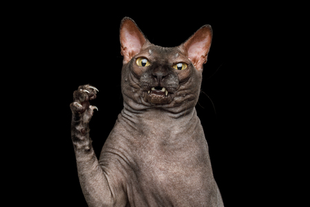 Funny Portrait of Curious Sphynx Cat, Hold Paw with amazement face, Looks Nasty, Isolated on Black Background, front viewの写真素材