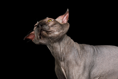 Funny Portrait of Sphynx Cat, Shake his head, Isolated on Black Background, side viewの写真素材
