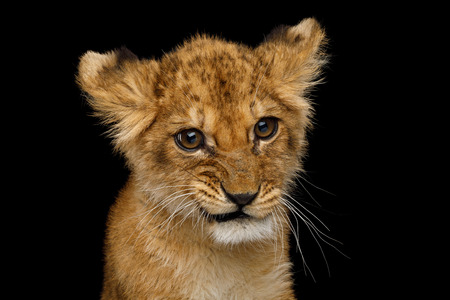 Funny Portrait of Cute Lion Cub With Curious face Isolated on Black Background, front viewの写真素材