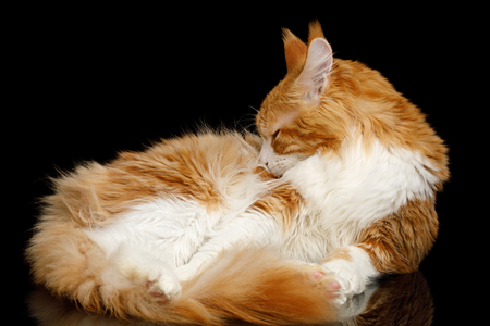 Cute Red Maine Coon Cat with white breast Lying and sleep Isolated on Black Background, hides noseの写真素材