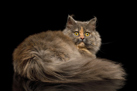 Short Munchkin Cat tortoise fur Lying and Looking back on Isolated Black backgroundの写真素材