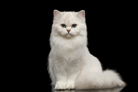 Adorable British breed Cat White color with Blue eyes, Sitting and looking in Camera on Isolated Black Background, front viewの写真素材