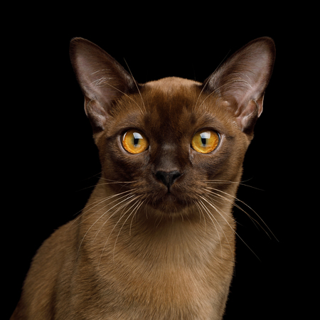 Portrait of Sable Burma Cat Stare in Camera isolated on black background, front viewの写真素材