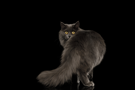 Furry Gray Cat Standing and Looking back, peeking from tail on Isolated Black Backgroundの写真素材