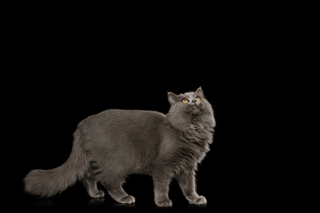 Gray Cat Standing full length and Looking up on Isolated Black Background, side viewの写真素材