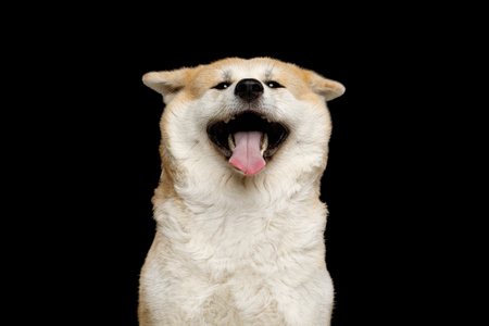 Funny Portrait of Happy Akita Inu Dog Smiling on Isolated Black Background, front viewの写真素材
