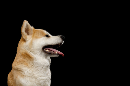 Portrait of Happy Akita Inu Dog on Isolated Black Background, profile viewの写真素材