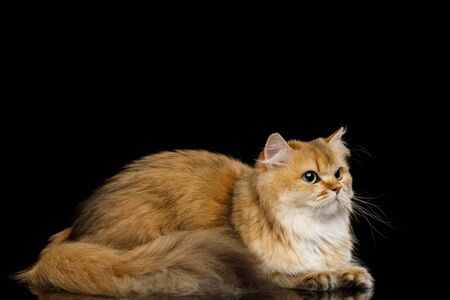 British Cat Red Chinchilla color with Furry tail Lying on Isolated Black Background, side viewの写真素材