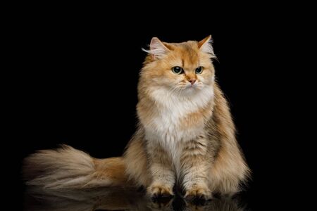 British Cat Red Chinchilla color with Furry tail Sitting on Isolated Black Background, front viewの写真素材