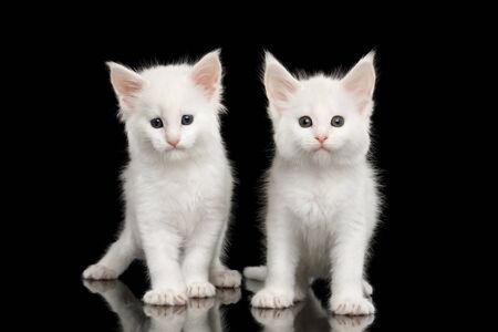 Two Little White Maine Coon Kittens Sitting on Isolated Black Background, front viewの写真素材