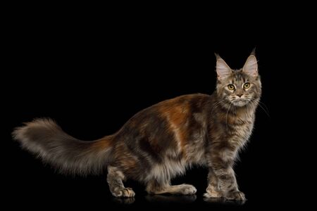 Tabby Red and Brown Maine Coon Cat Standing on Isolated Black Background, side viewの写真素材
