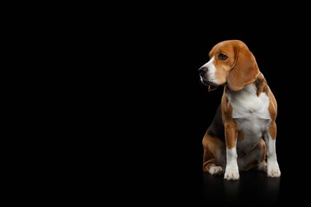 Purebred Beagle Dog Sitting and Looking at side Isolated on Black Background, profile viewの写真素材