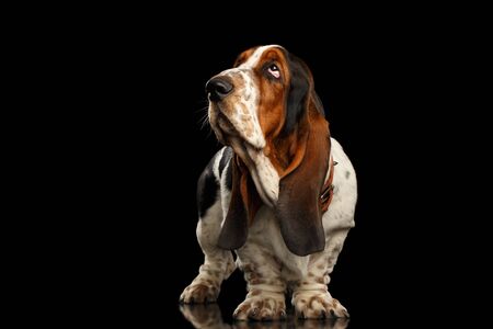 Funny Basset Hound Dog Standing and Looks Indifferent on Isolated black background, side viewの写真素材