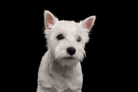 Portrait of Cute West Highland White Terrier Dog on isolated black backgroundの写真素材