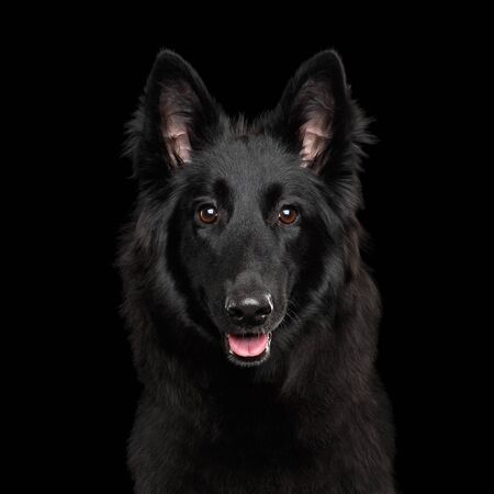 Portrait of Groenendael Belgian Shepherd Dog Curious Gazing on Isolated Black Backgroundの写真素材