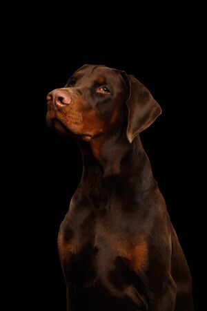 Portrait of Brown Doberman Dog looks Adorable on isolated Black backgroundの写真素材