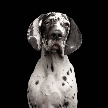 Funny Portrait of Great Dane Dog, white fur, Gazing on Isolated Black Background, studio shotの写真素材