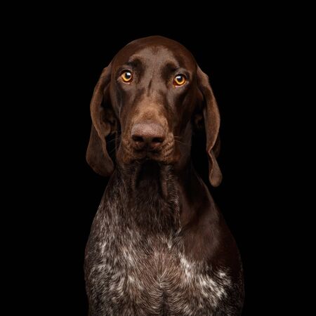 Funny Portrait of German Shorthaired Pointer Dog Stare in Camera on Black Background