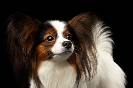 Portrait of White Papillon Dog, Looking up on Isolated Black Backgroundの写真素材