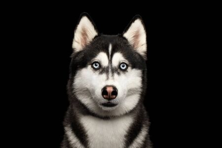 Portrait of Siberian Husky Dog with Blue eyes Gazing on Isolated Black Backgroundの写真素材