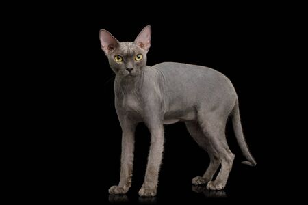 Gray Sphynx Cat Standing isolated on Black