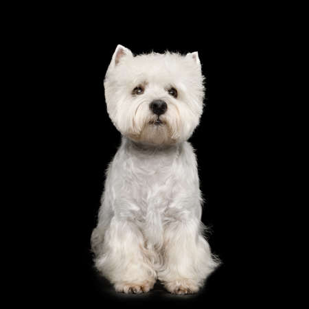 West Highland White Terrier Dog Sitting on Isolated Black Backgroundの写真素材