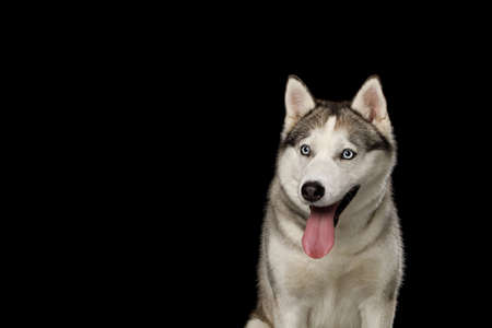 Portrait of Siberian Husky Dog Sitting on Isolated Black Backgroundの写真素材