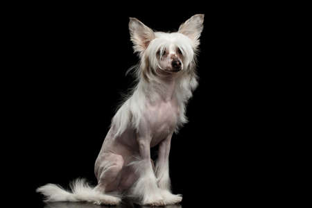 White Chinese Crested Dog Sitting on Isolated black backgroundの写真素材
