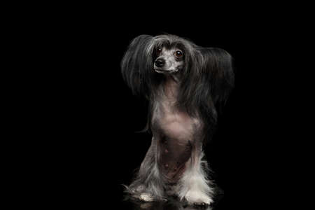 Black Chinese Crested Dog Sitting on Isolated black backgroundの写真素材