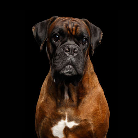 Close-up Portrait of Purebred Boxer Dog with tan fur Isolated on Black Backgroundの写真素材