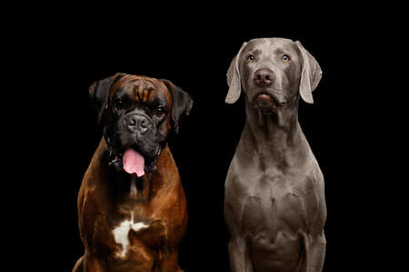 Portrait of Two Dogs Boxer and Weimaraner on Isolated Black Backgroundの写真素材