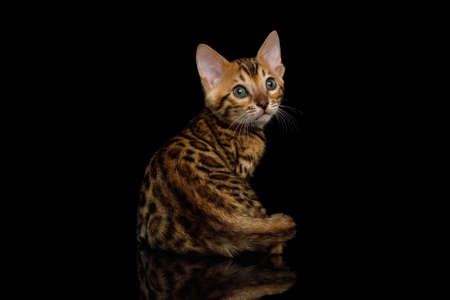 Bengal Kitten turn back on isolated Black Background