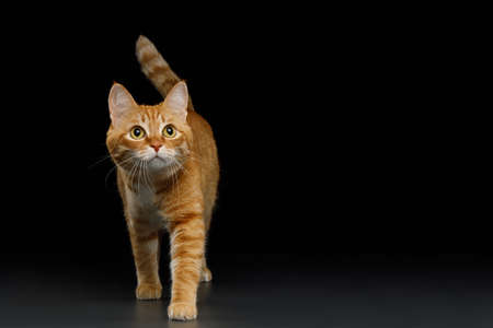 Crouching ginger cat looking up on isolated black background, front viewの写真素材