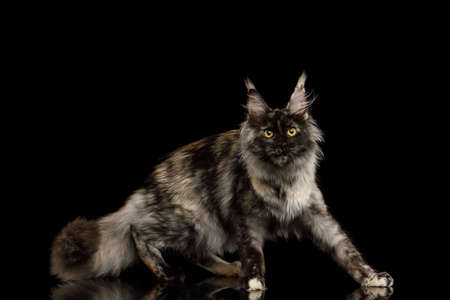 Playful maine coon cat with furry tail side view on Isolated black backgroundの写真素材