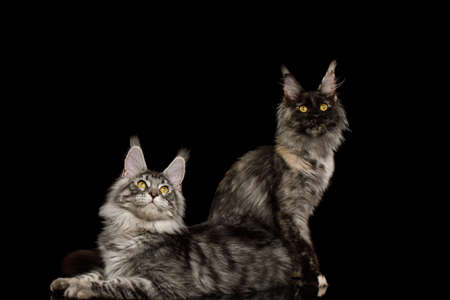 Two maine coon cats sitting and looking up on Isolated black backgroundの写真素材