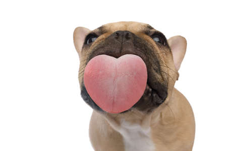 Funny portrait of a French bulldog licking the screen with pleasure, heart-shaped tongue, on an isolated black background, front viewの写真素材