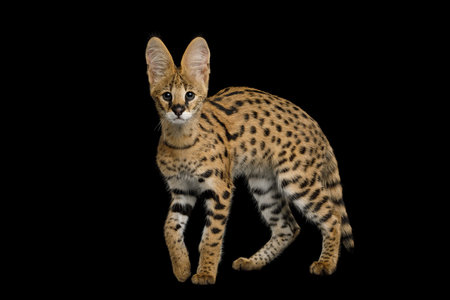 Stunning Serval Cat, piercing gaze stand out isolated on Black Background in studio