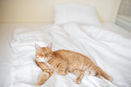 Ginger cat lies on white bedsheet and looking at cameraの写真素材