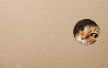 Funny ginger cat in a cardboard box and looking curious through a hole. image with copyspace.の写真素材