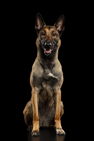 Malinois shepherd dog sitting, isolated on black background, gazeの写真素材