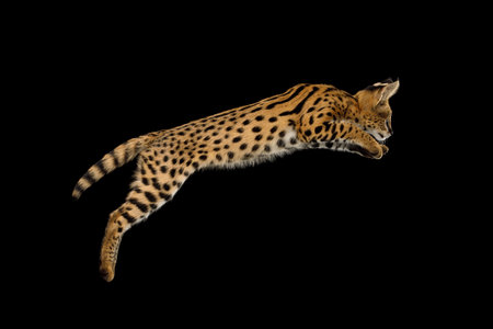 Serval cat Captured Mid-Leap isolated on Black Background in studio