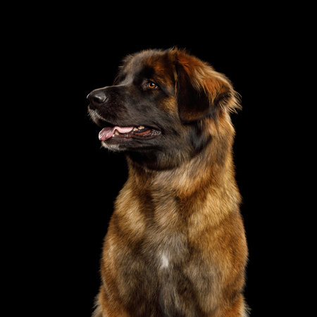 Close-up Portrait of a Leonberger dog, isolated on black background, profile viewの写真素材